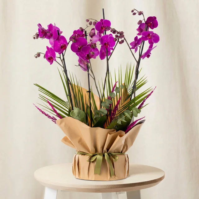 Royal Elegant Purple Orkide Bahçesi