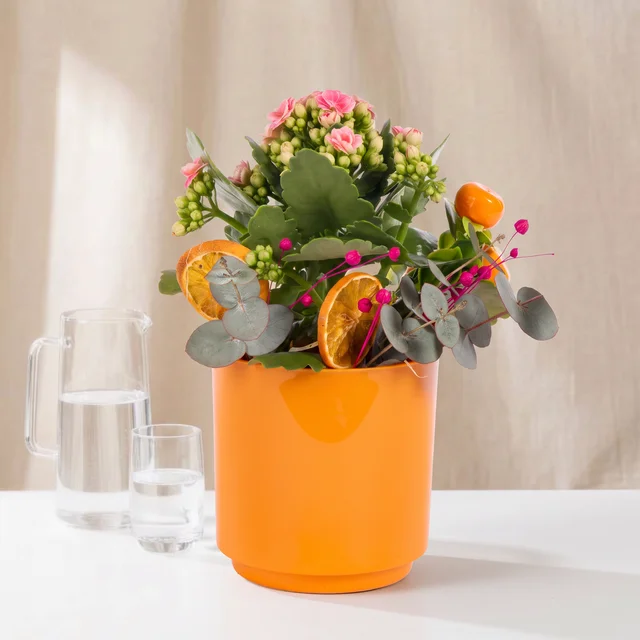 Vibrant Citrus Pembe Kalanşo