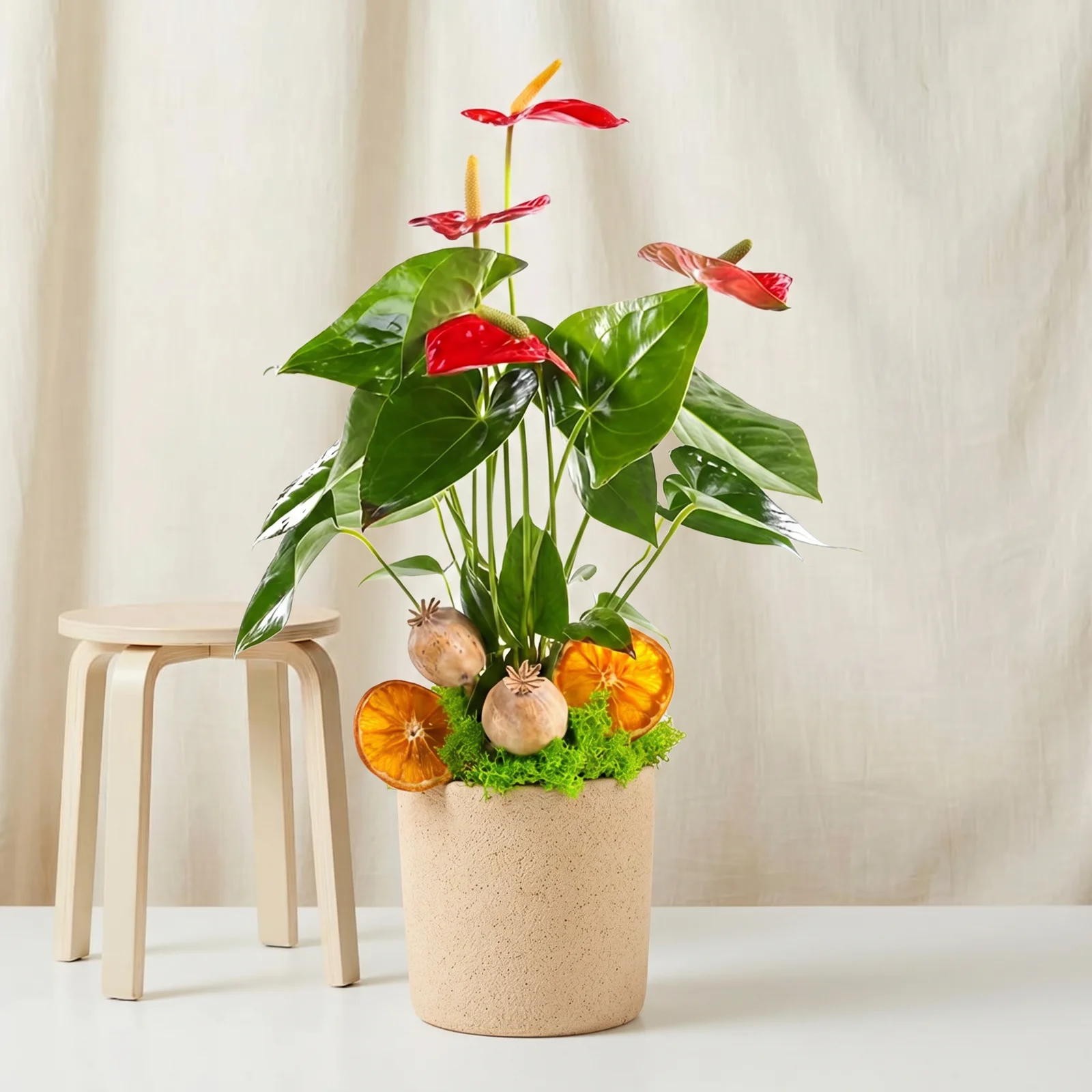 Citrus Flame Kırmızı Antoryum