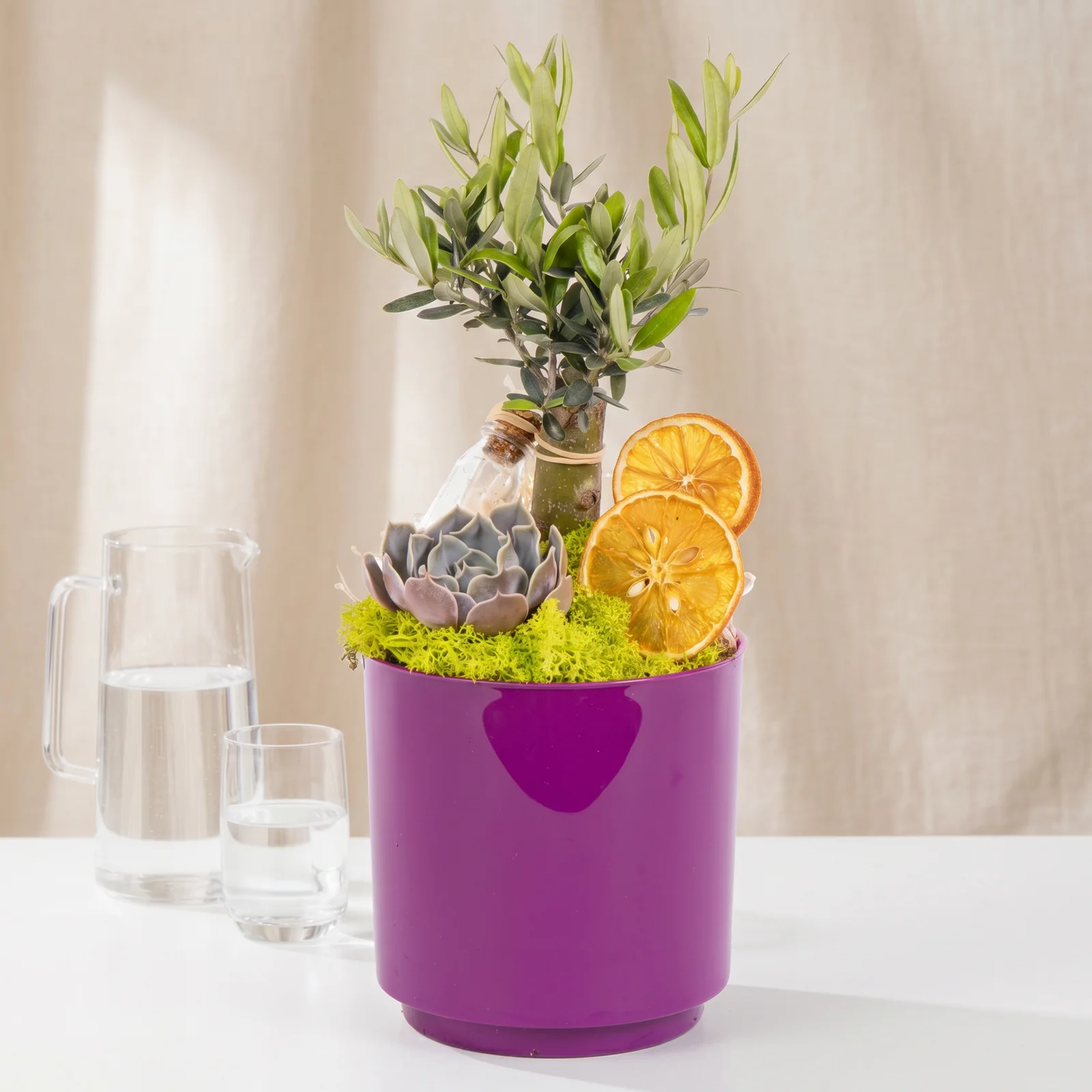 Violet Grove Zeytin Bahçesi