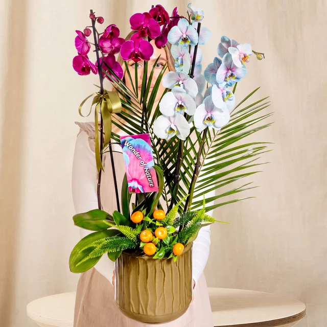 Majestic Wonder Orkide Bahçesi