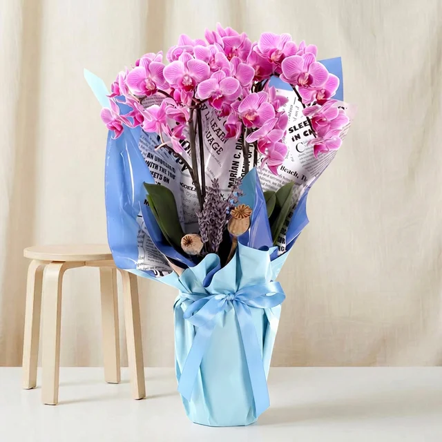 Blue Kiss Mor Orkide