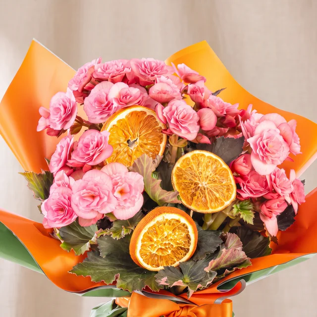 Citrus Blossom Pembe Begonya