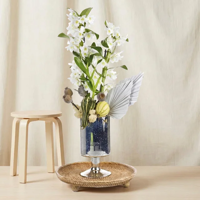Pure White Dendrobium Orkide