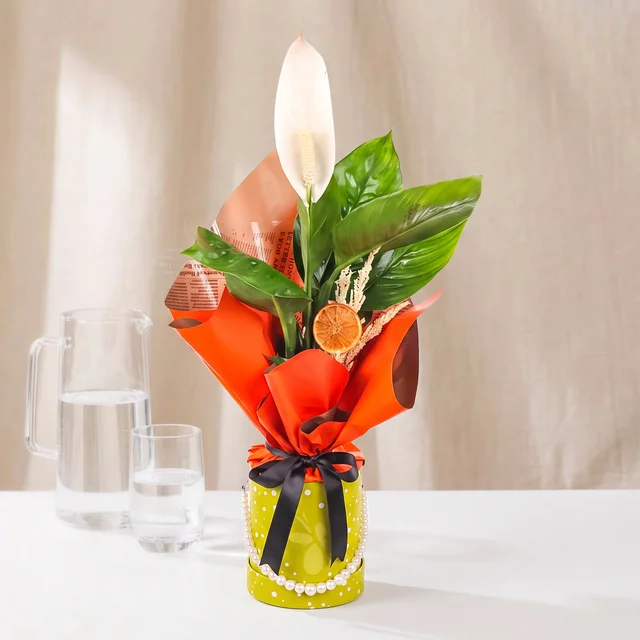 Lime Elegance Barış Bitkisi