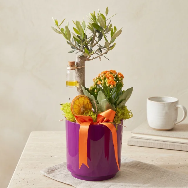 Olive Sunset Zeytin Bahçesi