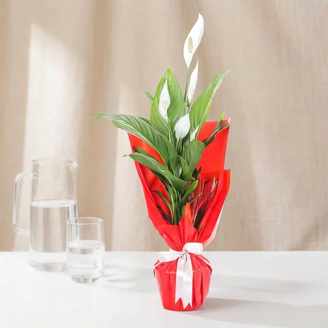 Scarlet Peace Barış Çiçeği