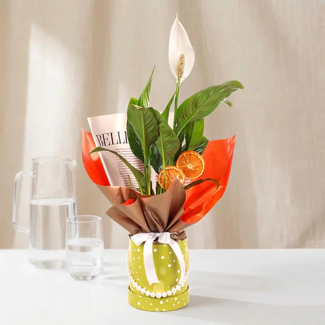 Citrus Pearl Barış Bitkisi