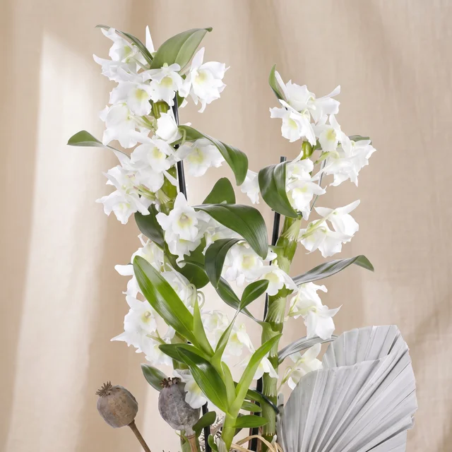 Pure White Dendrobium Orkide