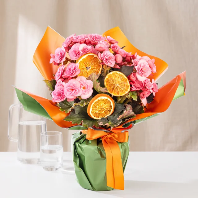 Citrus Blossom Pembe Begonya