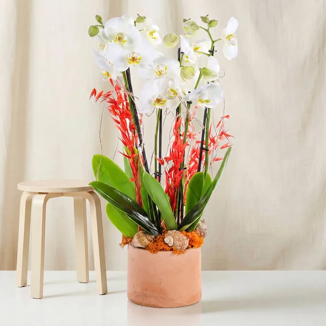 Coral White Orkide Bahçesi