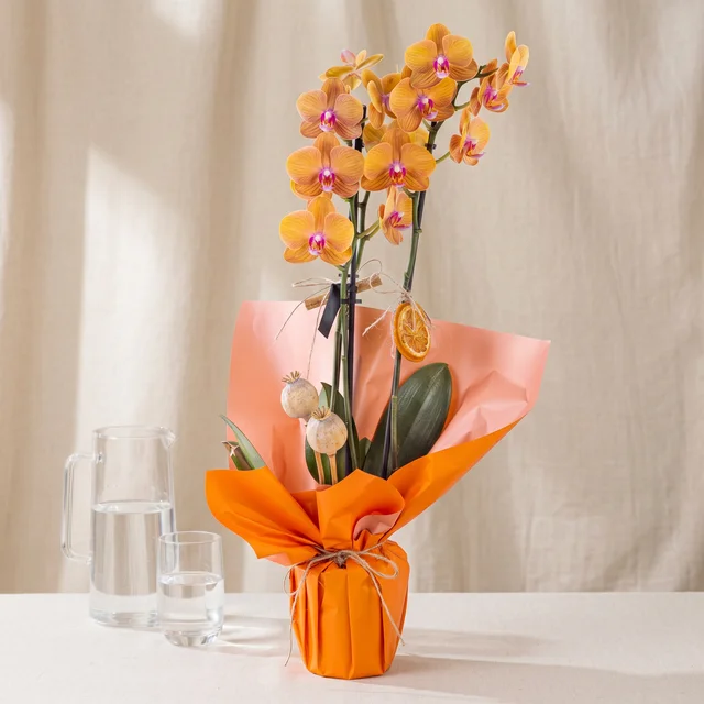 Amber Radiance Turuncu Orkide