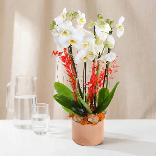 Coral White Orkide Bahçesi