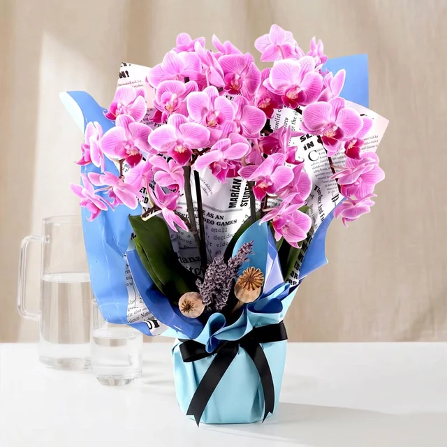 Blue Kiss Mor Orkide