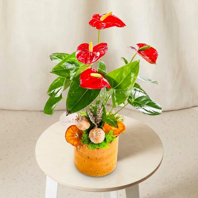 Citrus Flame Kırmızı Antoryum