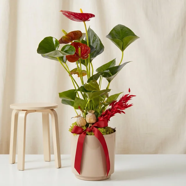 Crimson Grace Kırmızı Antoryum