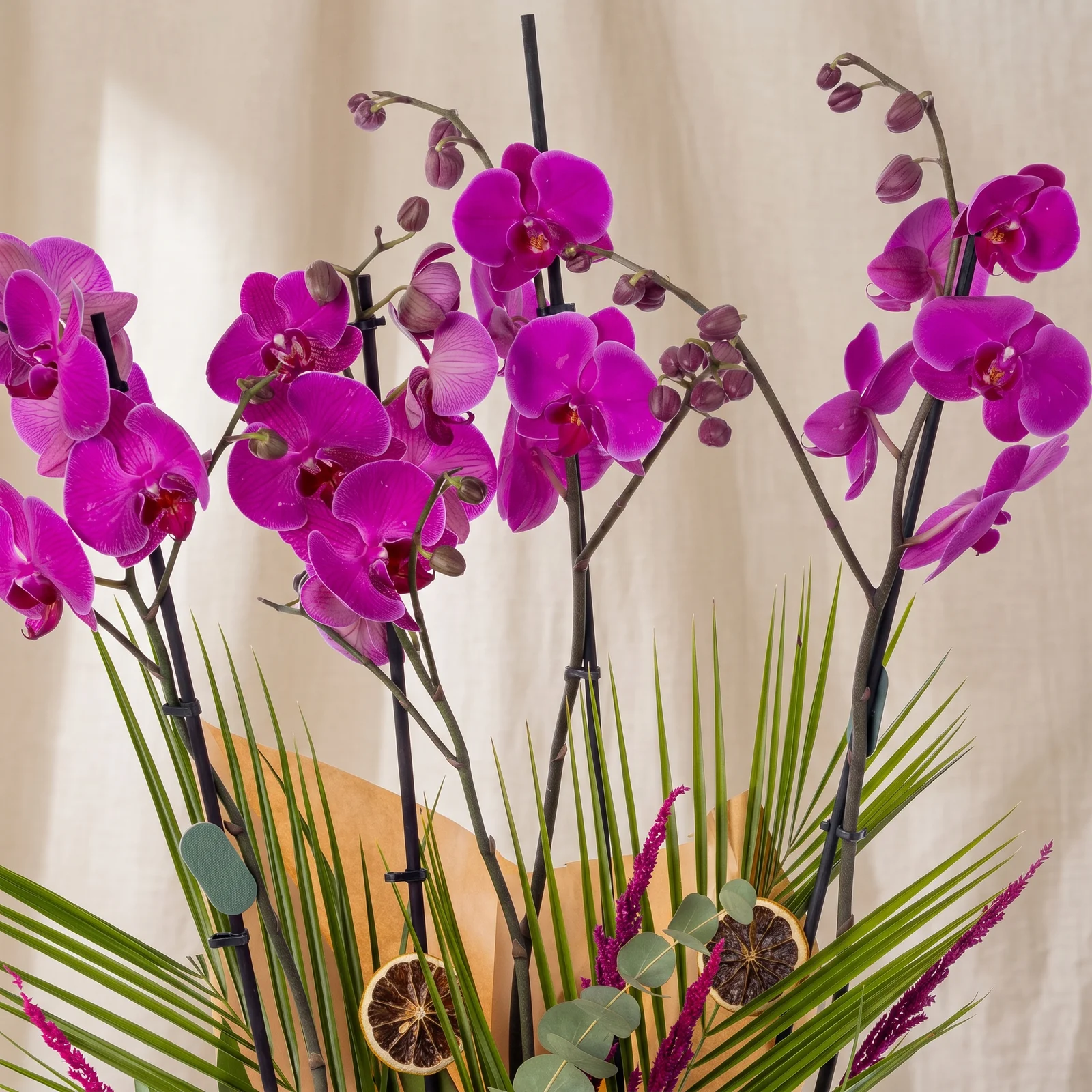 Royal Elegant Purple Orkide Bahçesi