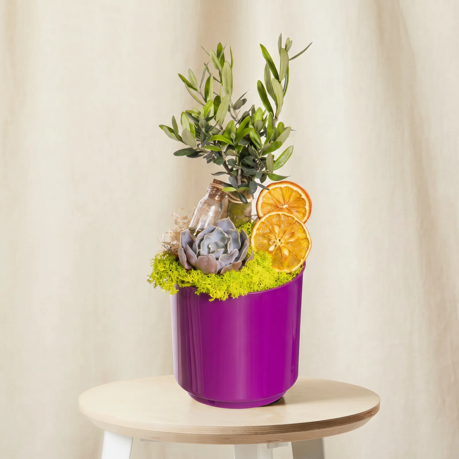 Violet Grove Zeytin Bahçesi