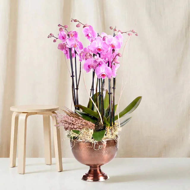 Copper Rose Mor Orkide Bahçesi