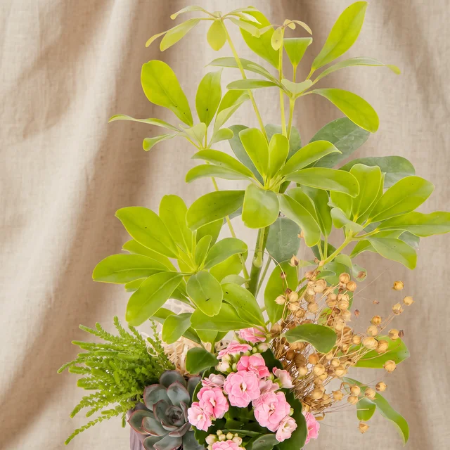 Botanical Harmony Şeflera Bahçesi