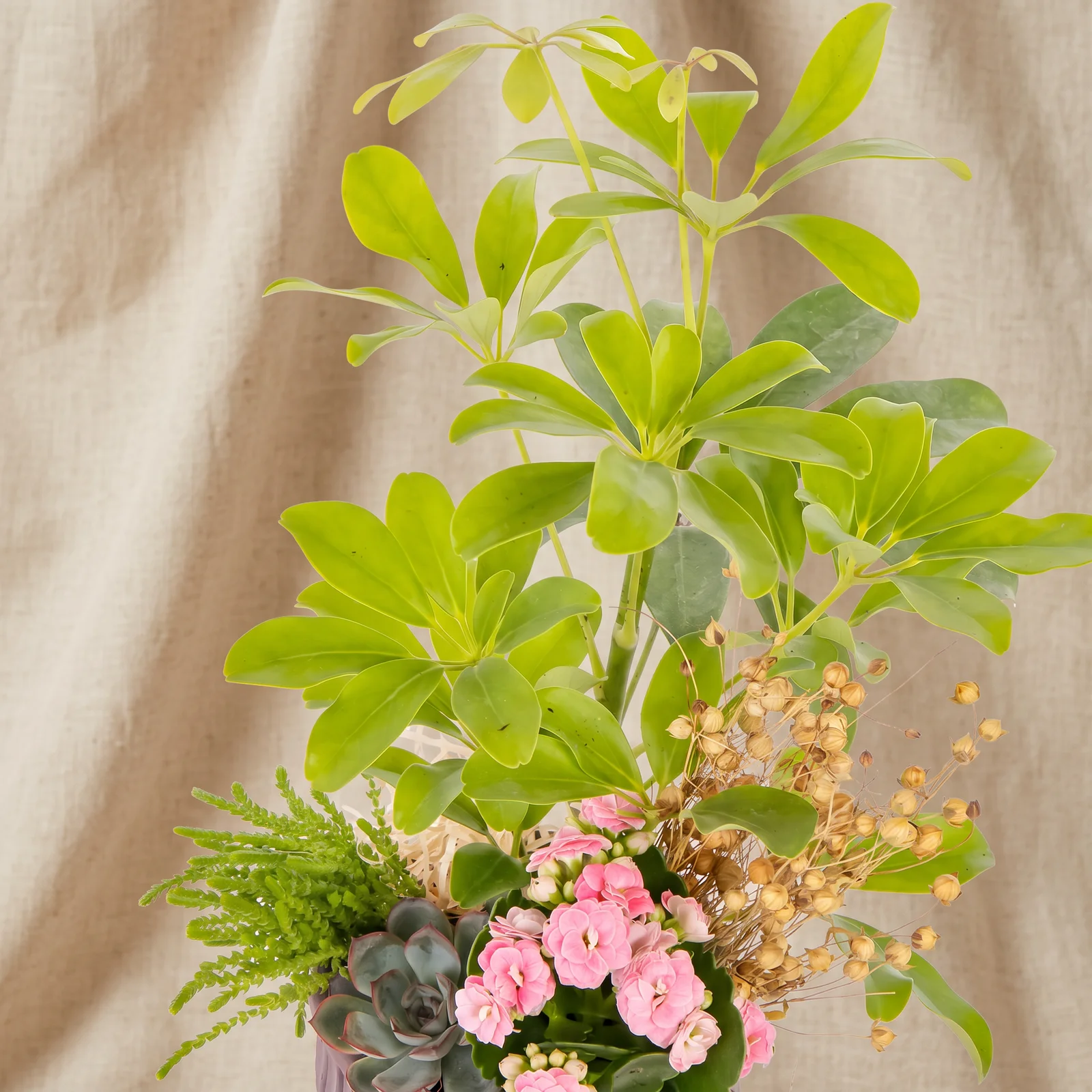 Botanical Harmony Şeflera Bahçesi