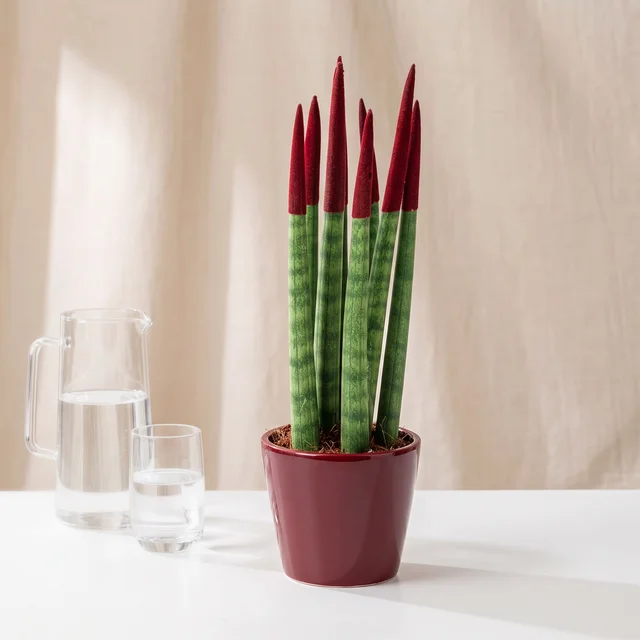 Velvet Burgundy Sansevieria Bitkisi