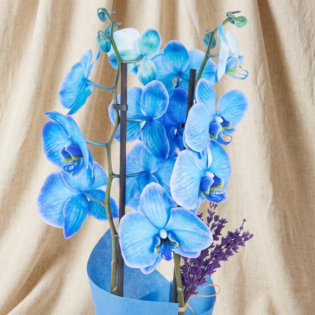 Magic Blue Çift Dal Orkide