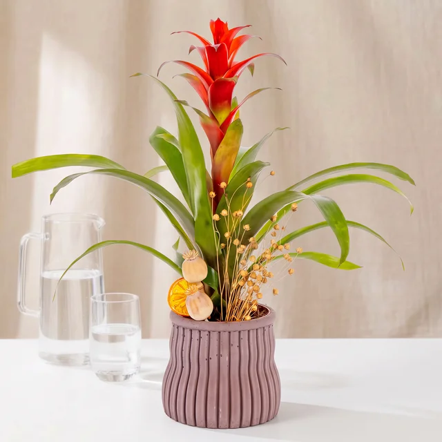 Rustic Crimson Guzmania Bitkisi
