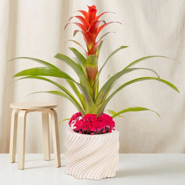 Coral Crown Guzmania Bitkisi