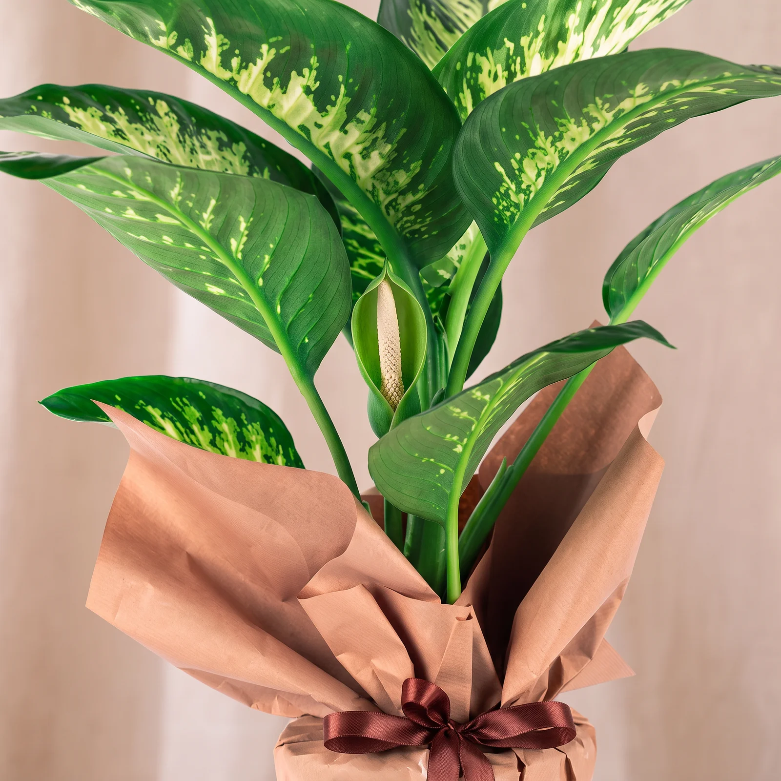 Fresh Tropical Difenbahya Bitkisi