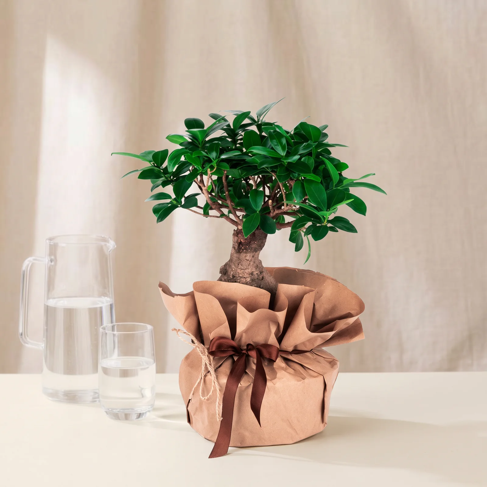 Noble Ginseng Bonsai Bitkisi