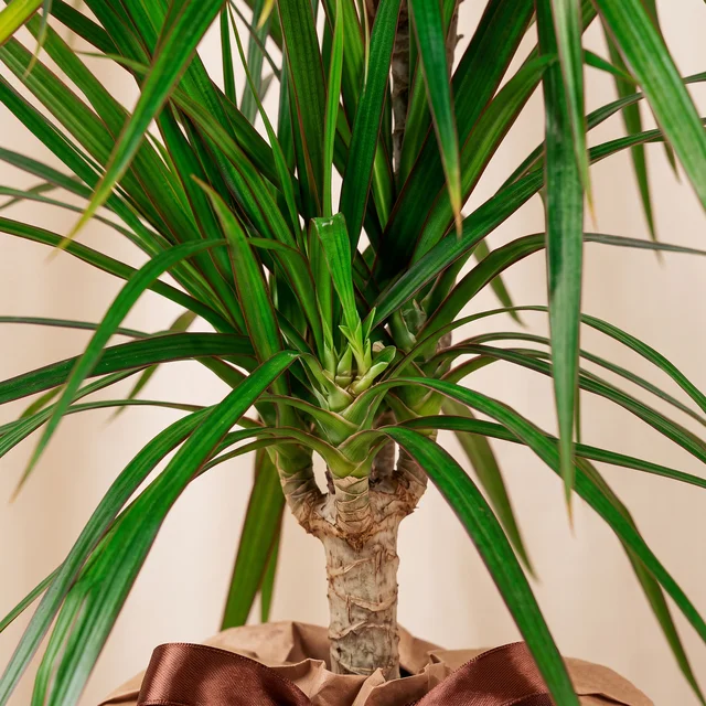 Fresh Green Marginata Bitkisi