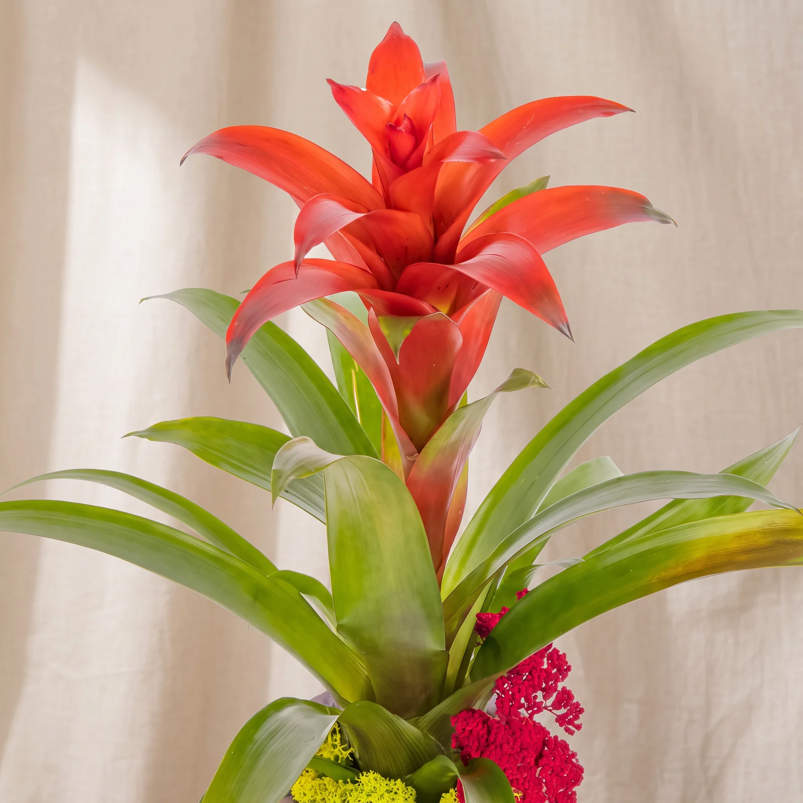 Red Flame Guzmania Bitkisi