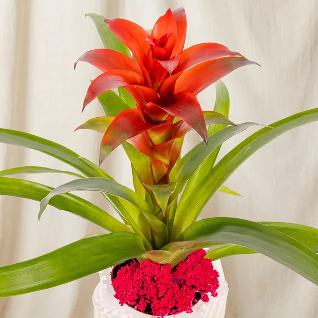 Coral Crown Guzmania Bitkisi