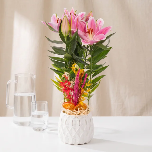 Pink Grace Lilyum Bitkisi