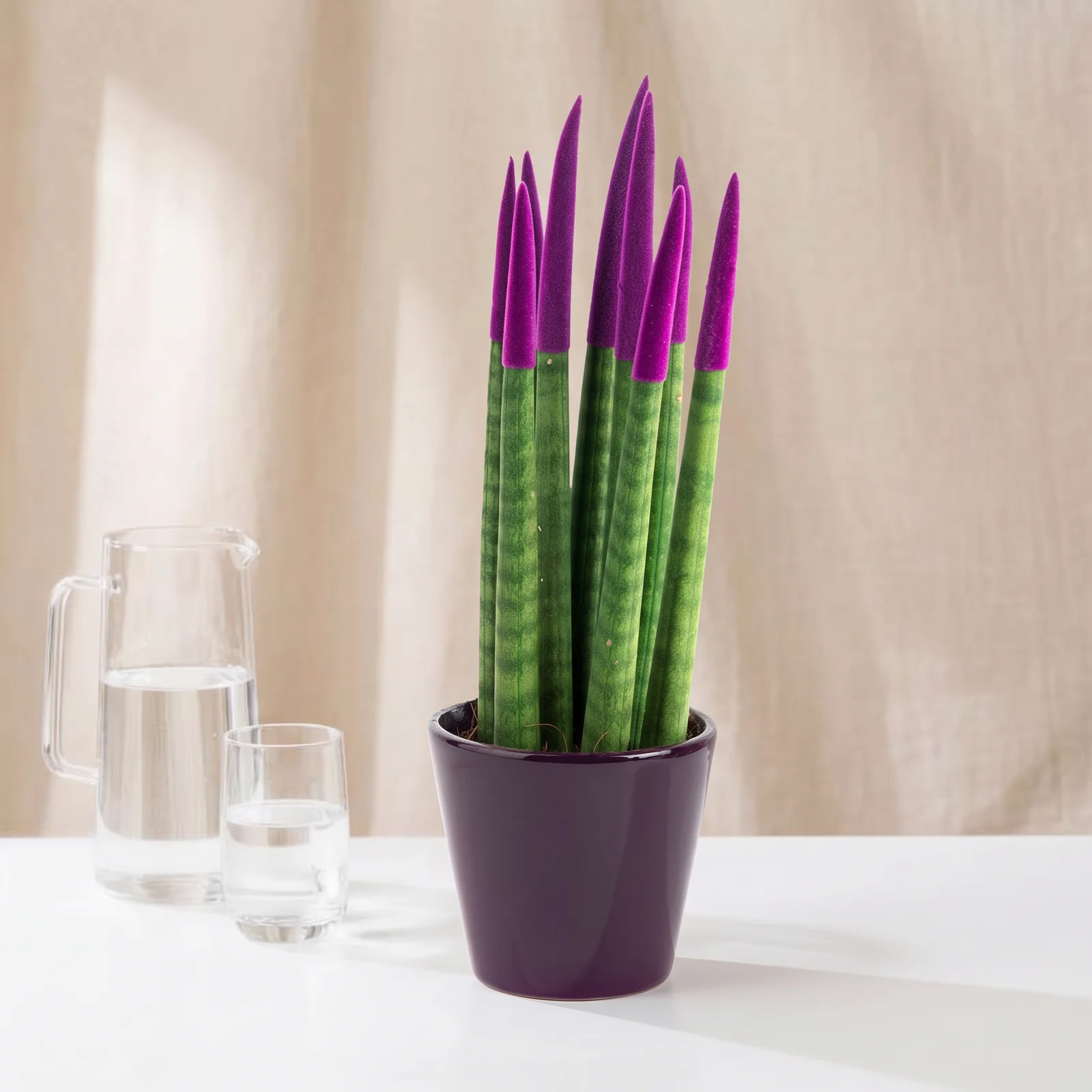 Noble Purple Sansevieria Bitkisi