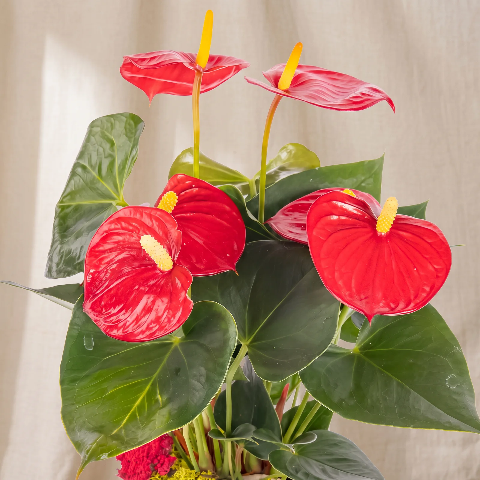 Scarlet Passion Antoryum Bitkisi