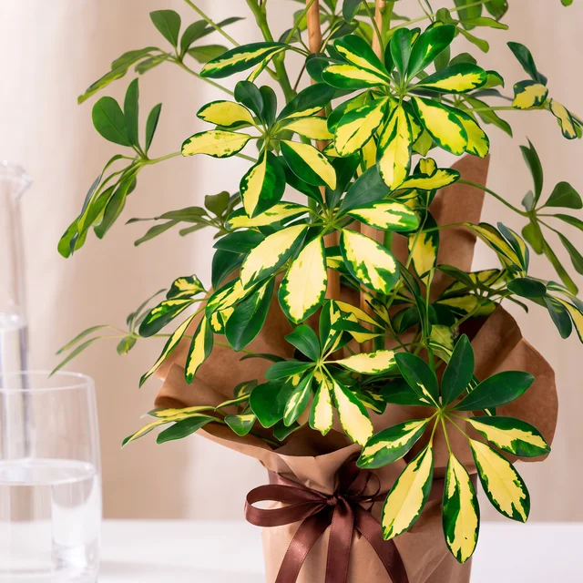 Golden Tropics Şeflera Bitkisi