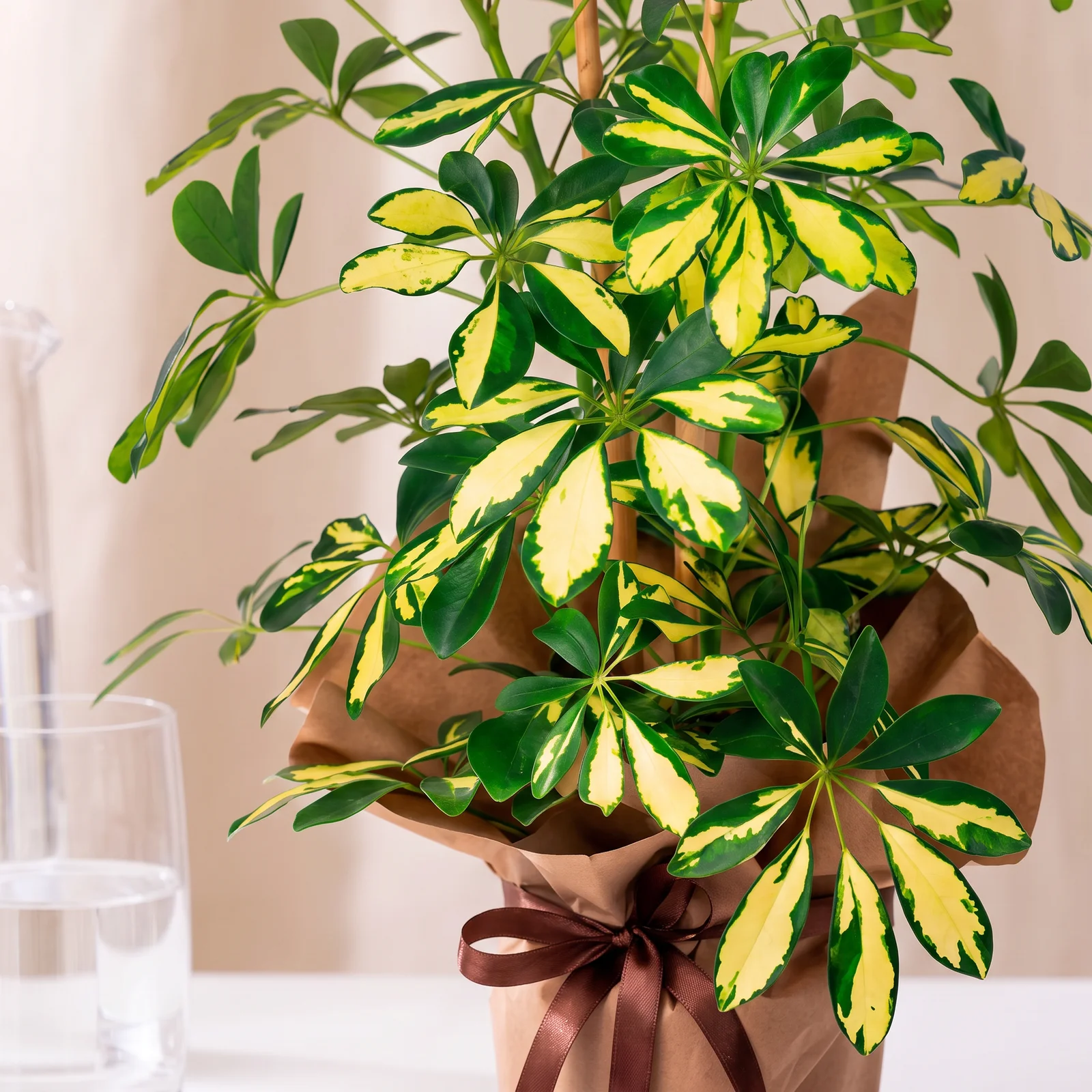 Golden Tropics Şeflera Bitkisi