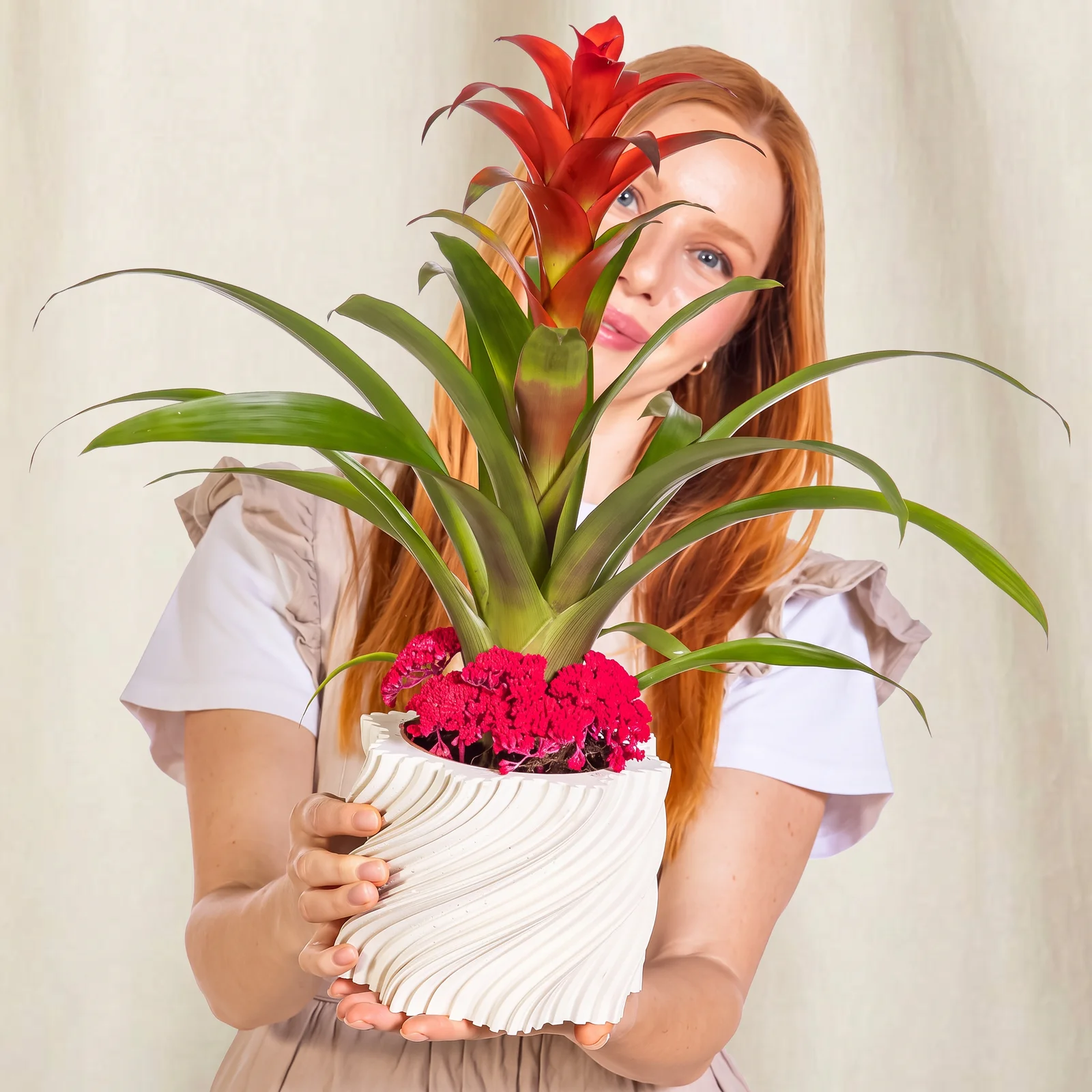 Coral Crown Guzmania Bitkisi
