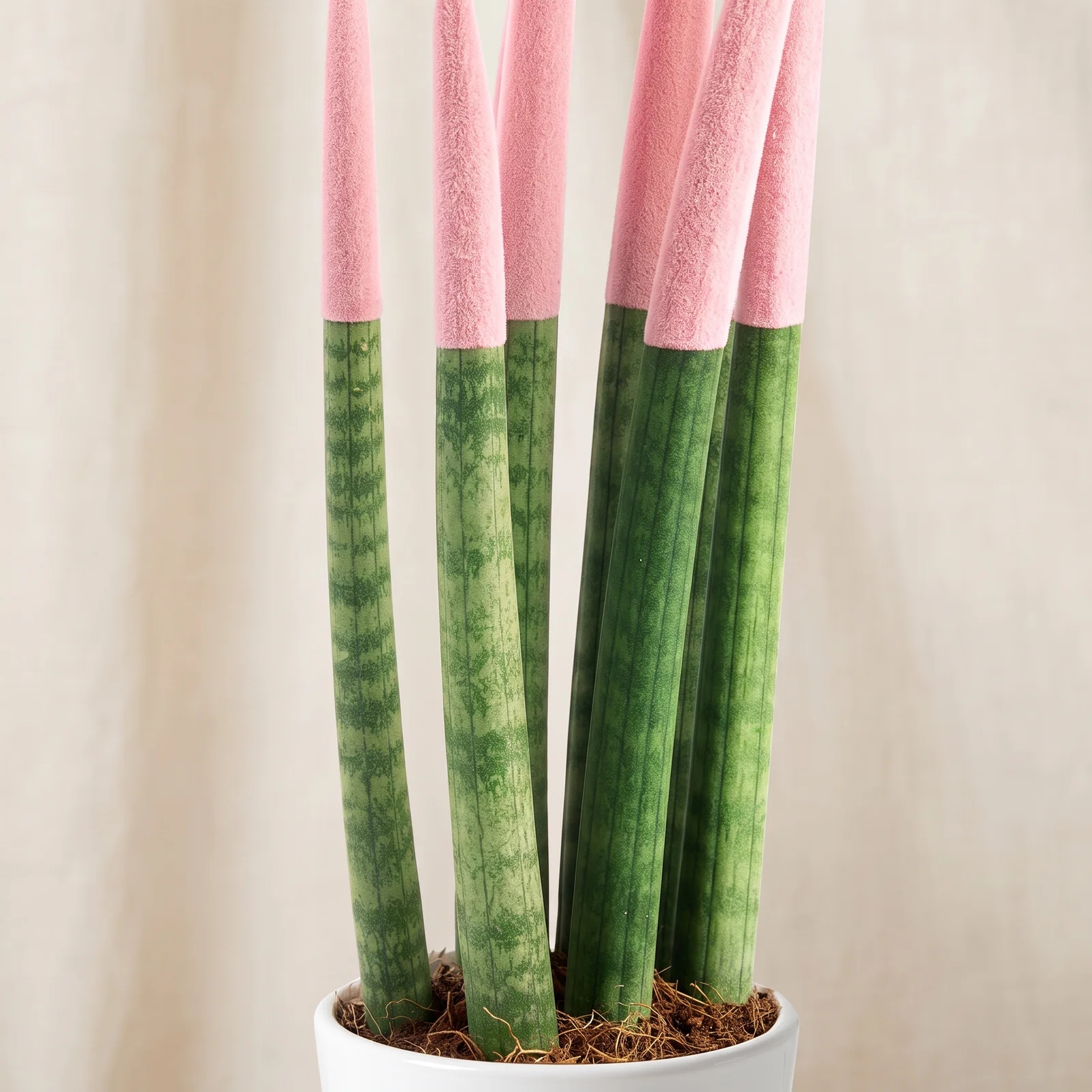 Powder Pink Sansevieria Bitkisi