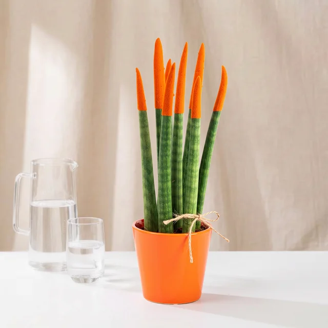 Vibrant Orange Sansevieria Bitkisi