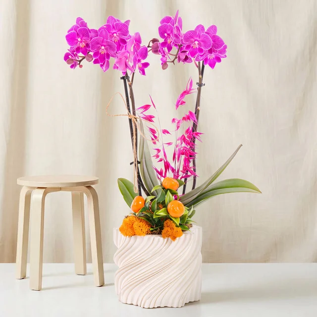 Magenta Grace Orkide