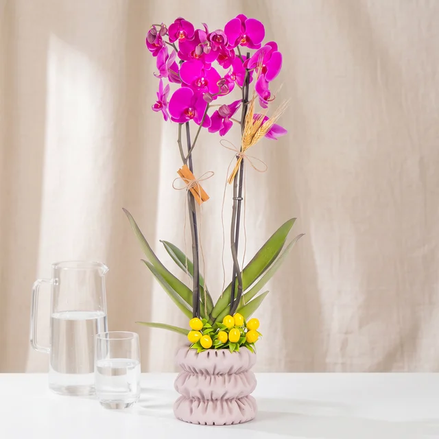 Magenta Grace Orkide