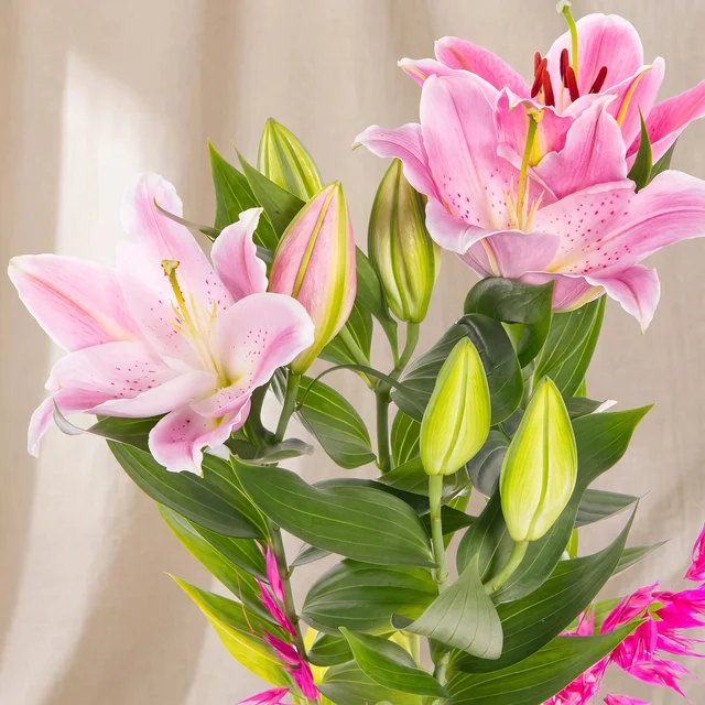 Garden of Joy Lilyum Bitkisi