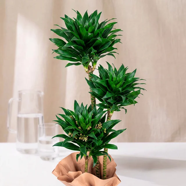 Sweet Trio Marginata Bitkisi