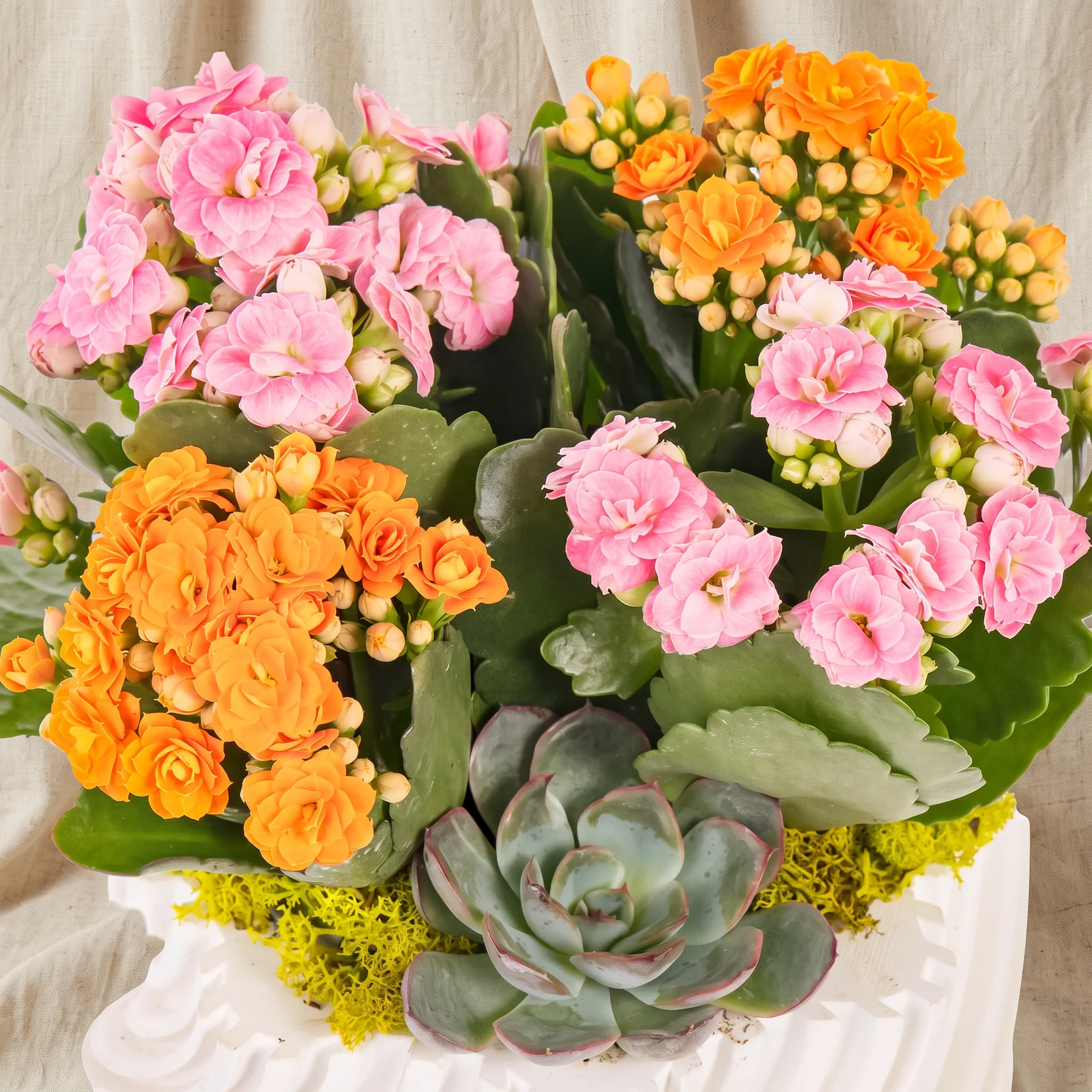 Botanical Pastel Kalanşo Bahçesi