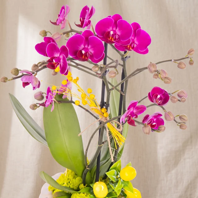 Lemon Magenta Mor Orkide