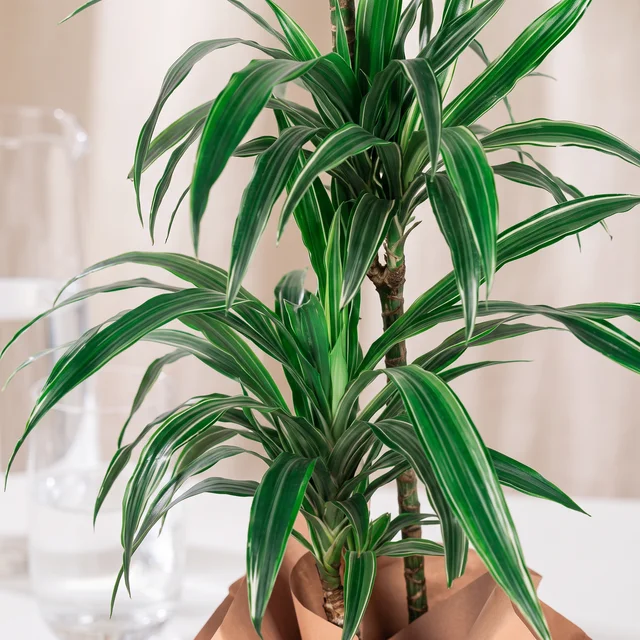 Happy Two-Stem Marginata Bitkisi