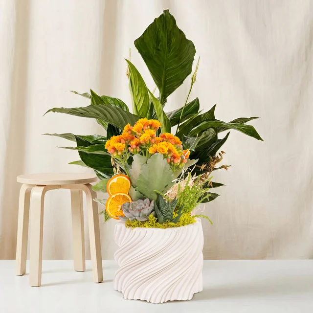 Botanical Sunshine Kalanşo Bahçesi